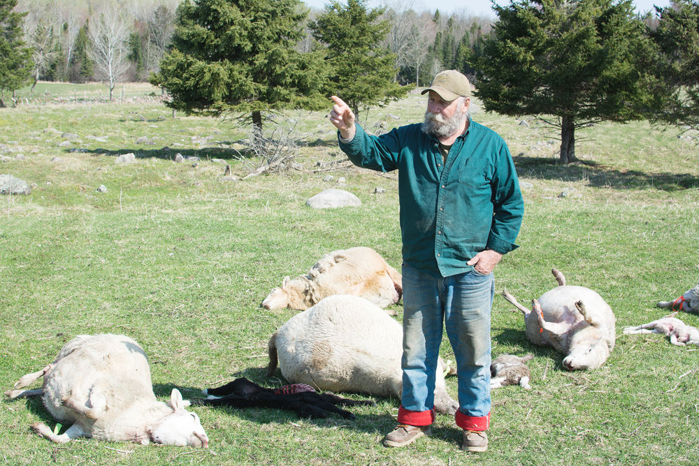 Sheep killed